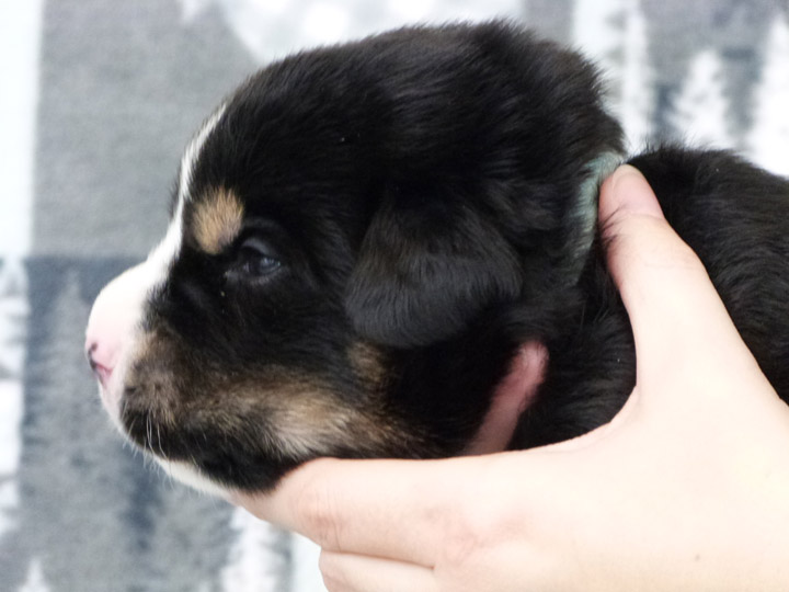 chinook puppy